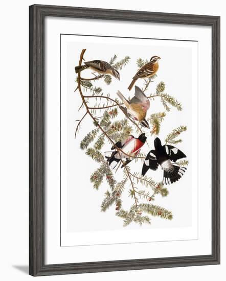 Audubon: Grosbeak-John James Audubon-Framed Premium Giclee Print