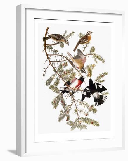 Audubon: Grosbeak-John James Audubon-Framed Premium Giclee Print