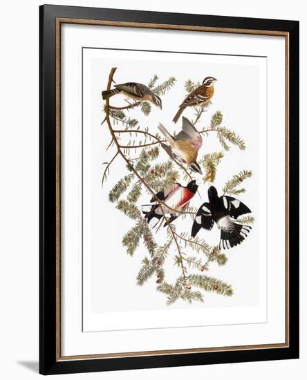 Audubon: Grosbeak-John James Audubon-Framed Premium Giclee Print