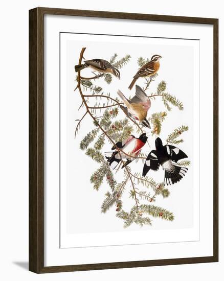 Audubon: Grosbeak-John James Audubon-Framed Premium Giclee Print