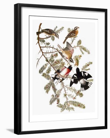 Audubon: Grosbeak-John James Audubon-Framed Premium Giclee Print