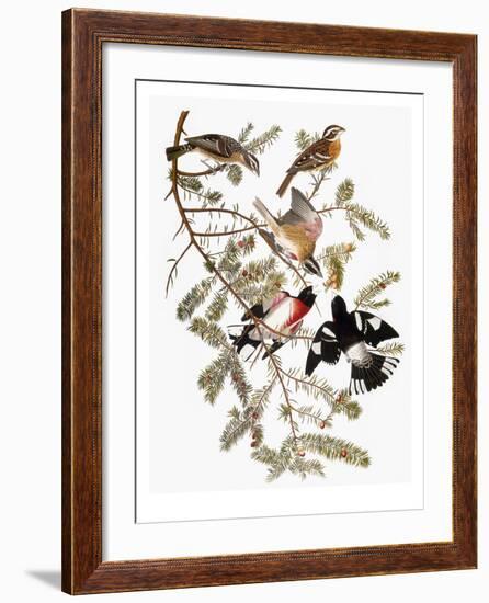 Audubon: Grosbeak-John James Audubon-Framed Premium Giclee Print