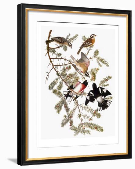 Audubon: Grosbeak-John James Audubon-Framed Premium Giclee Print