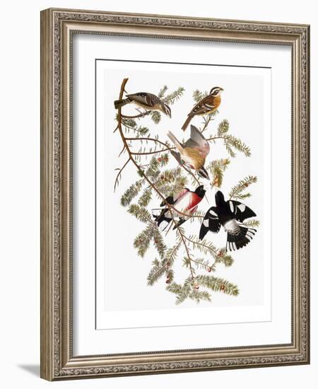 Audubon: Grosbeak-John James Audubon-Framed Giclee Print