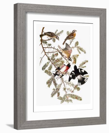 Audubon: Grosbeak-John James Audubon-Framed Giclee Print