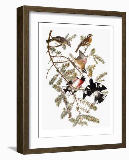 Audubon: Grosbeak-John James Audubon-Framed Giclee Print