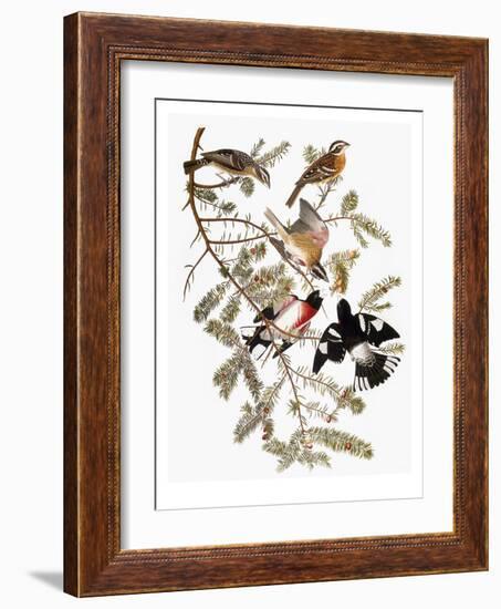 Audubon: Grosbeak-John James Audubon-Framed Giclee Print