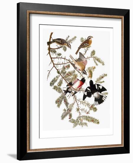 Audubon: Grosbeak-John James Audubon-Framed Giclee Print