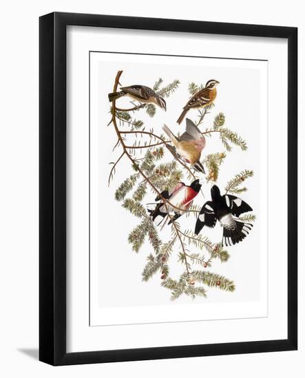 Audubon: Grosbeak-John James Audubon-Framed Giclee Print