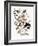 Audubon: Grosbeak-John James Audubon-Framed Giclee Print