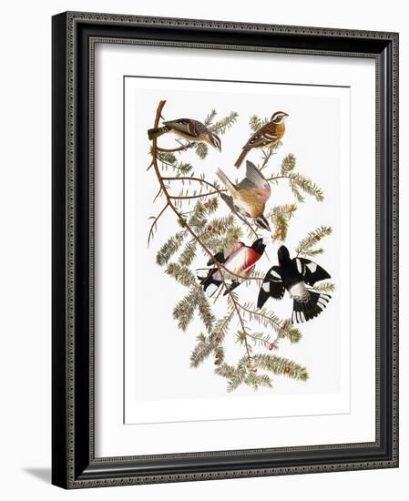 Audubon: Grosbeak-John James Audubon-Framed Giclee Print