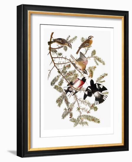 Audubon: Grosbeak-John James Audubon-Framed Giclee Print