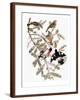 Audubon: Grosbeak-John James Audubon-Framed Giclee Print