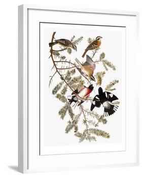 Audubon: Grosbeak-John James Audubon-Framed Giclee Print