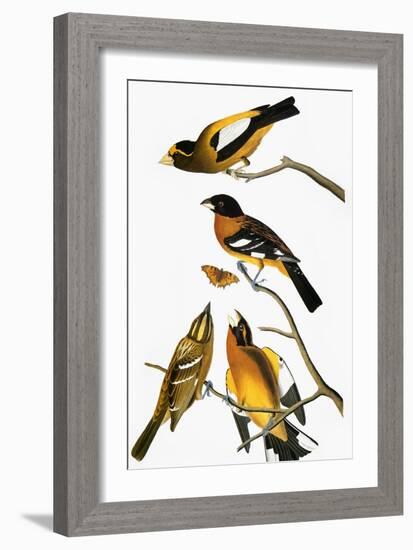 Audubon: Grosbeak-John James Audubon-Framed Giclee Print