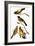 Audubon: Grosbeak-John James Audubon-Framed Giclee Print