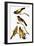 Audubon: Grosbeak-John James Audubon-Framed Giclee Print