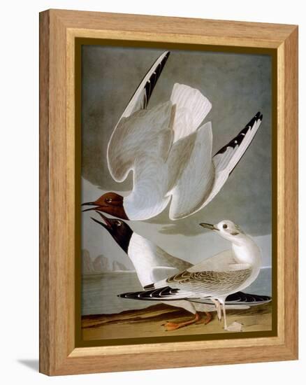 Audubon: Gull-John James Audubon-Framed Premier Image Canvas