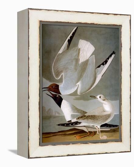 Audubon: Gull-John James Audubon-Framed Premier Image Canvas