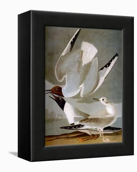 Audubon: Gull-John James Audubon-Framed Premier Image Canvas