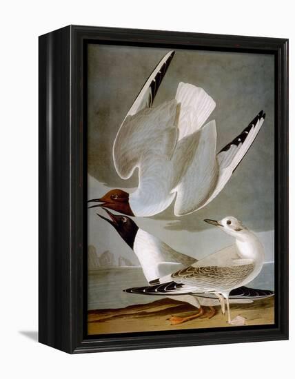 Audubon: Gull-John James Audubon-Framed Premier Image Canvas