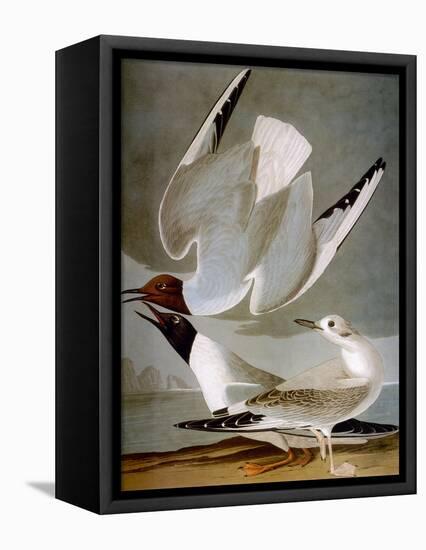 Audubon: Gull-John James Audubon-Framed Premier Image Canvas