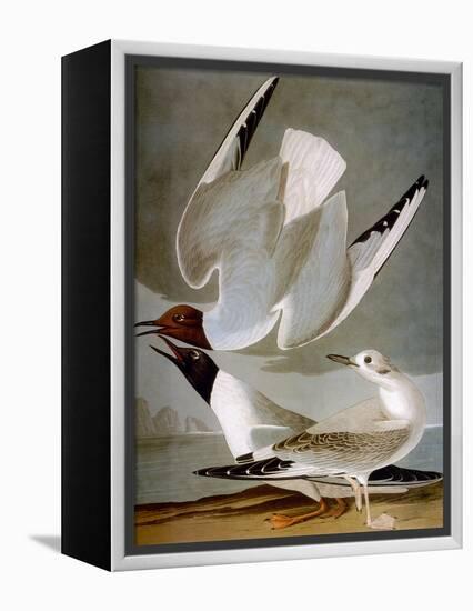 Audubon: Gull-John James Audubon-Framed Premier Image Canvas