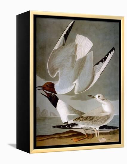 Audubon: Gull-John James Audubon-Framed Premier Image Canvas