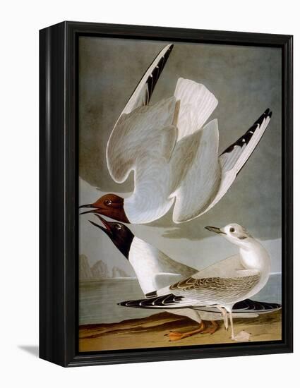 Audubon: Gull-John James Audubon-Framed Premier Image Canvas