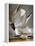 Audubon: Gull-John James Audubon-Framed Premier Image Canvas