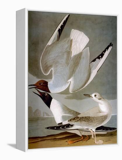 Audubon: Gull-John James Audubon-Framed Premier Image Canvas