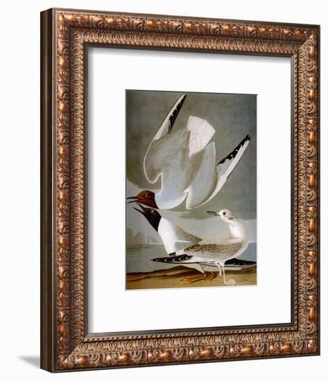 Audubon: Gull-John James Audubon-Framed Premium Giclee Print