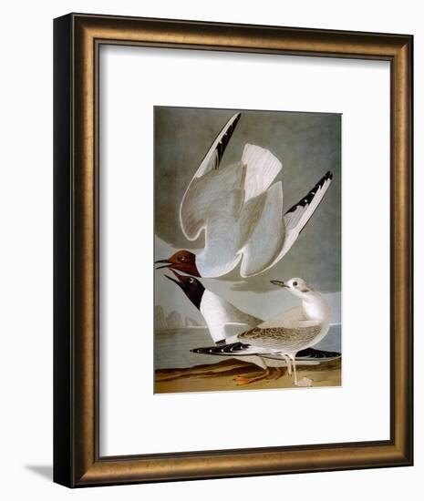 Audubon: Gull-John James Audubon-Framed Premium Giclee Print