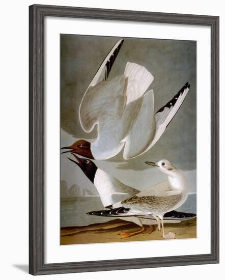 Audubon: Gull-John James Audubon-Framed Premium Giclee Print