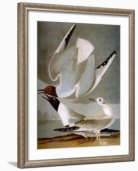 Audubon: Gull-John James Audubon-Framed Premium Giclee Print