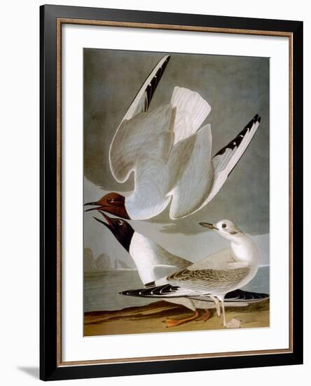 Audubon: Gull-John James Audubon-Framed Premium Giclee Print