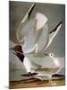 Audubon: Gull-John James Audubon-Mounted Premium Giclee Print