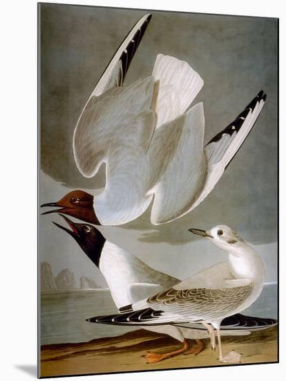 Audubon: Gull-John James Audubon-Mounted Premium Giclee Print