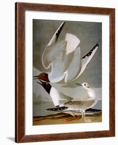 Audubon: Gull-John James Audubon-Framed Premium Giclee Print