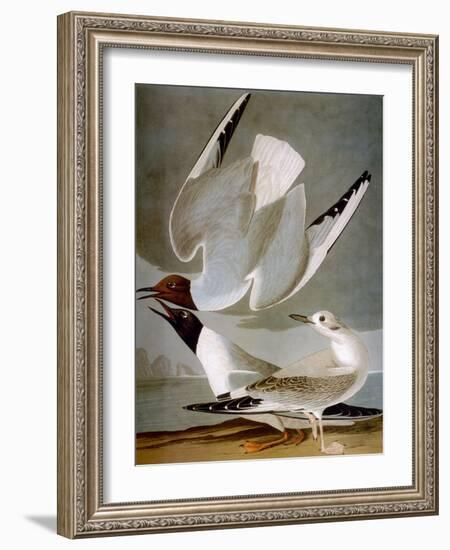 Audubon: Gull-John James Audubon-Framed Giclee Print