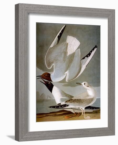 Audubon: Gull-John James Audubon-Framed Giclee Print