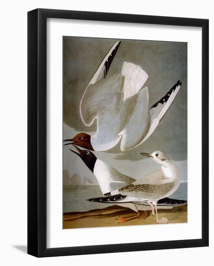 Audubon: Gull-John James Audubon-Framed Giclee Print