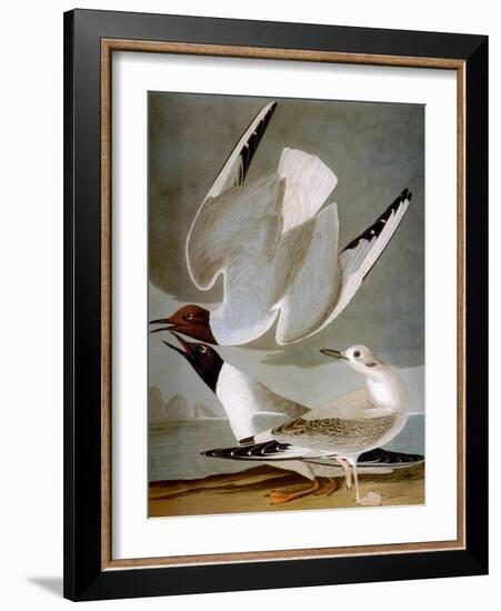 Audubon: Gull-John James Audubon-Framed Giclee Print