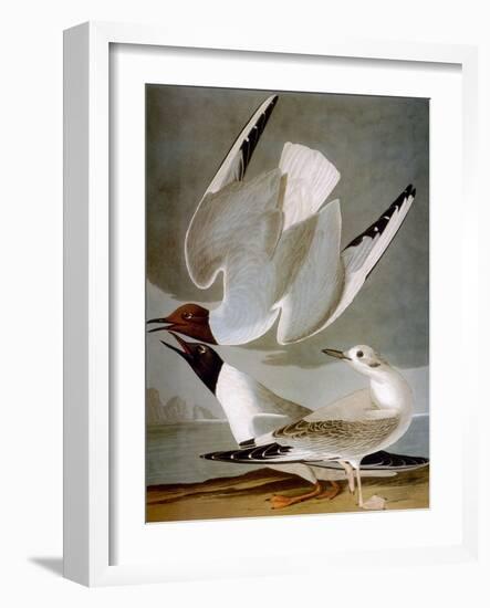 Audubon: Gull-John James Audubon-Framed Giclee Print