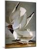 Audubon: Gull-John James Audubon-Mounted Giclee Print