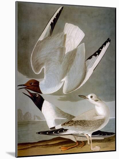 Audubon: Gull-John James Audubon-Mounted Giclee Print