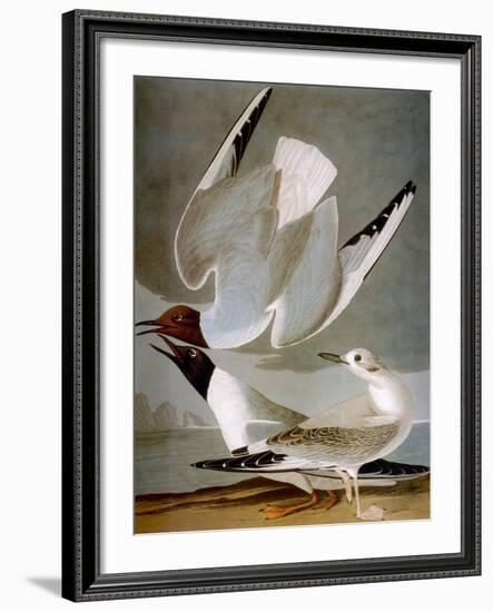 Audubon: Gull-John James Audubon-Framed Giclee Print