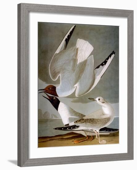 Audubon: Gull-John James Audubon-Framed Giclee Print