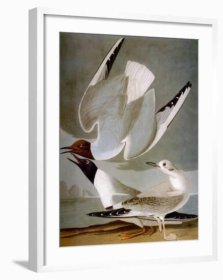 Audubon: Gull-John James Audubon-Framed Giclee Print