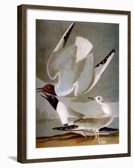 Audubon: Gull-John James Audubon-Framed Giclee Print